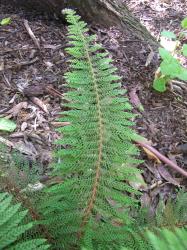 Polystichum setiferum. Adaxial surface of mature 3-pinnate frond.
 Image: L.R. Perrie © Leon Perrie CC BY-NC 3.0 NZ